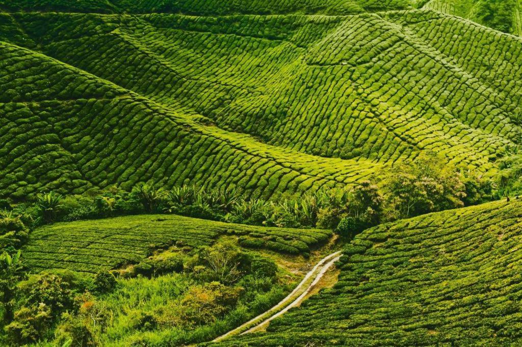 Krs Pines Hotel Cameron Highlands Buitenkant foto